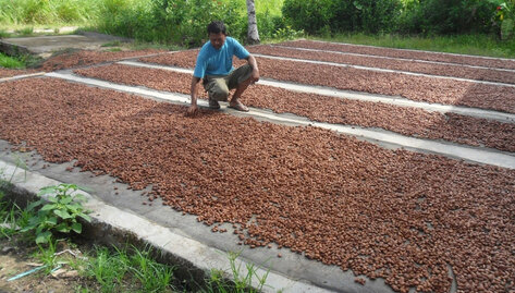 ADM Cocoa & Swisscontact Distribute Premiums and Loyalty Bonuses to Individual Cocoa Farmer
